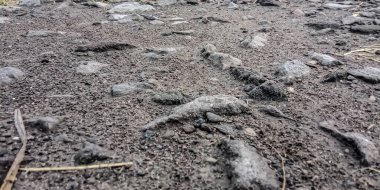 close up of a dirt road in the forest