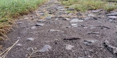 Ormandaki toprak bir yolun yakın çekimi.