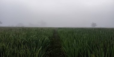 Sabah yeşil çimenler