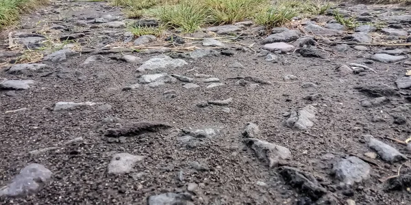 a closeup shot of a dirt road with a small pile of grass and a puddle