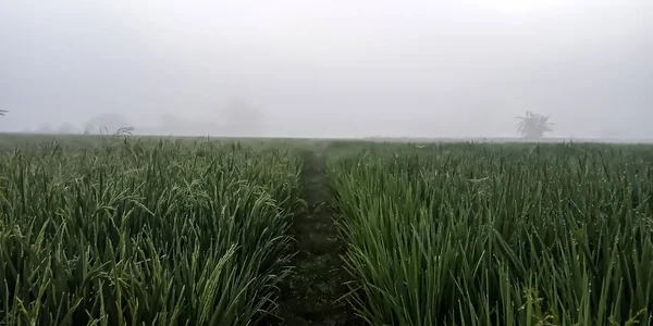 green grass in the morning mist.