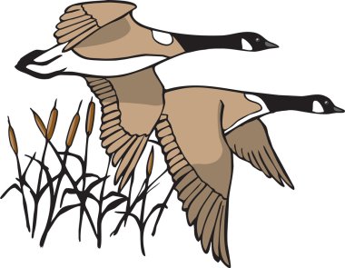 Canada Geese clipart