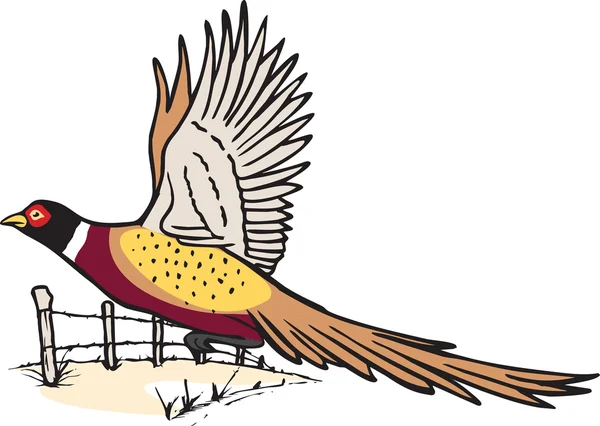 Flying Pheasant Vector Art Stock Images Depositphotos