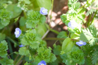 küçük mavi çiçekler