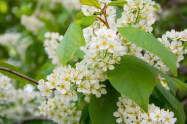 kiraz çiçeği portre