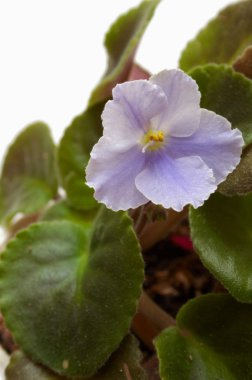 Menekşe çiçek portre