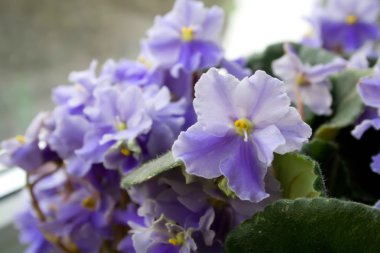 Menekşe çiçek arka plan