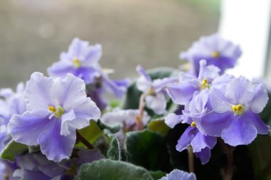 Menekşe çiçek arka plan