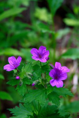 Dağlarda çiçekler