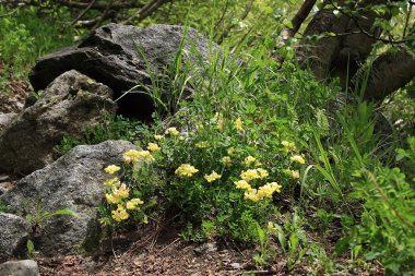 Dağlarda çiçekler