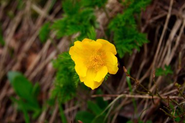 Dağlarda çiçekler