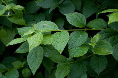 Su yeşil yapraklara düşer.