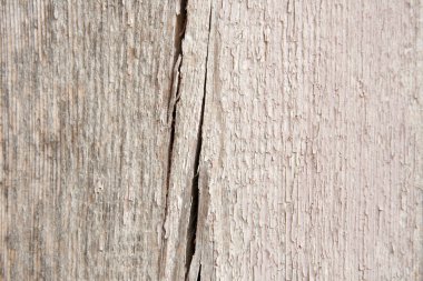 sisli iğne yapraklı ağaç içinde ağaç patika