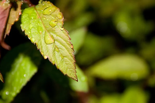 Капли воды на листья — стоковое фото