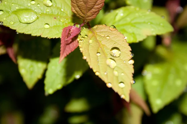 Gocce d'acqua sulle foglie — Foto Stock