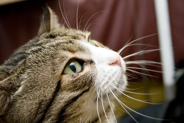 Retrato de gato — Foto de Stock