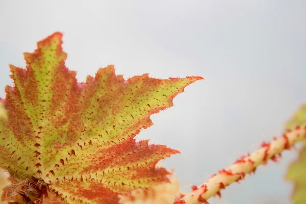 Beautiful flower leaf — Stock Photo, Image