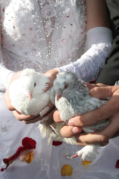 Novia y novio sosteniendo palomas blancas — Foto de Stock