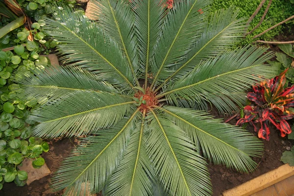 palmiye ağacı bahçede