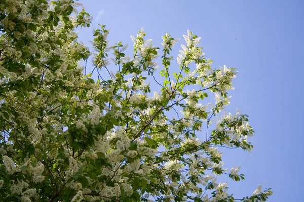 Flor de cerejeira closeup — Fotografia de Stock