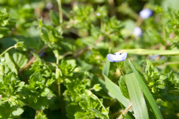 Flores azules pequeñas — Foto de Stock