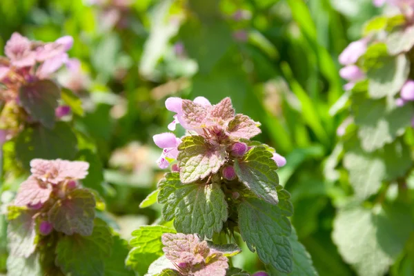 Blommande döda nässlor — Stockfoto