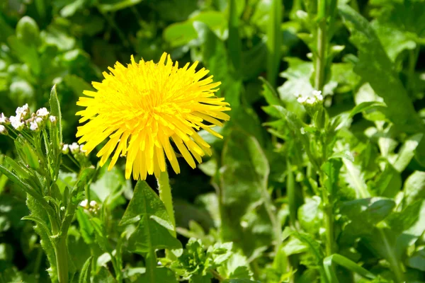 karahindiba sarı çiçek