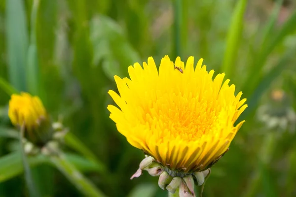 yeşil alan sarı kara hindiba