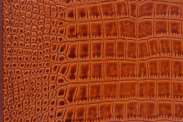 Texture of crocodile skin — Stock Photo, Image