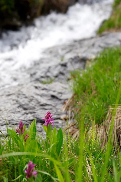 Flores nas montanhas — Fotografia de Stock