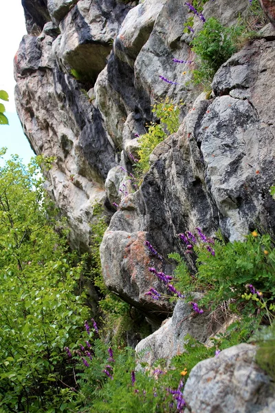 Blommor i bergen — Stockfoto