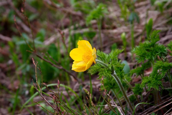 Flores en las montañas — Foto de Stock