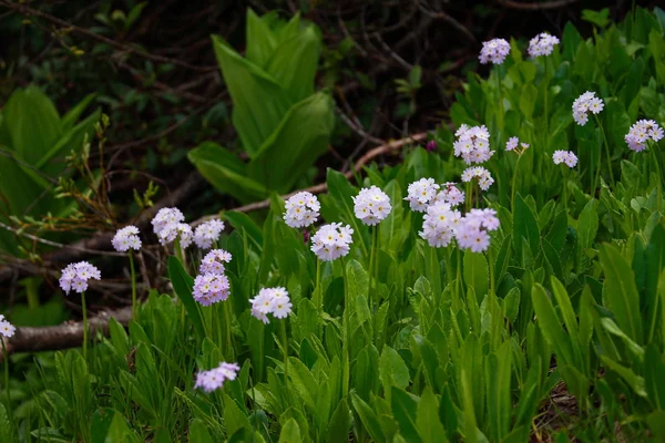 Flores en montaña — Foto de Stock