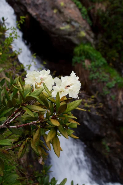 Flowers in mountain — Stock Photo, Image