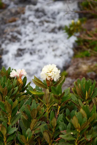 Río en las montañas — Foto de Stock