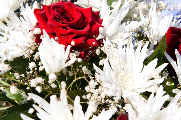 White asters — Stock Photo, Image