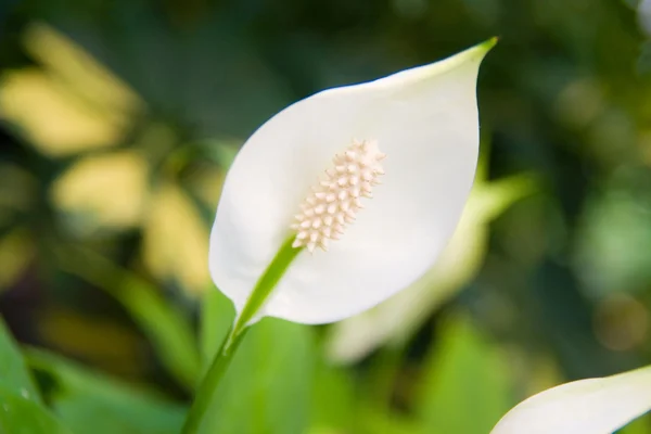 Flor branca tropical — Fotografia de Stock
