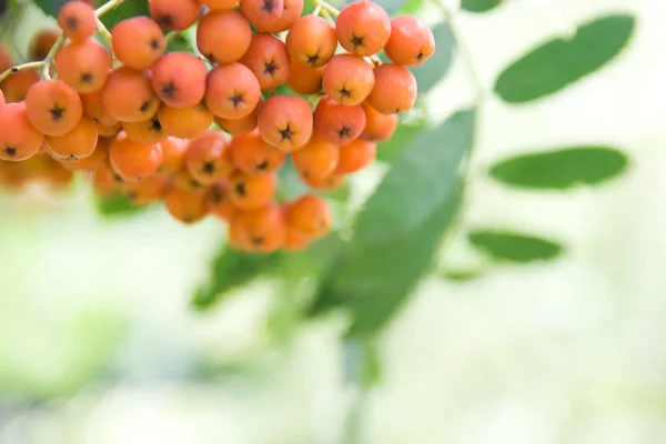 Mountain ash tree — Stock Photo, Image