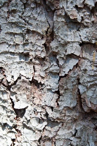 Textura del árbol de corteza —  Fotos de Stock