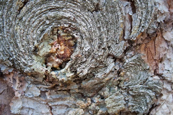 地殻木テクスチャ — ストック写真