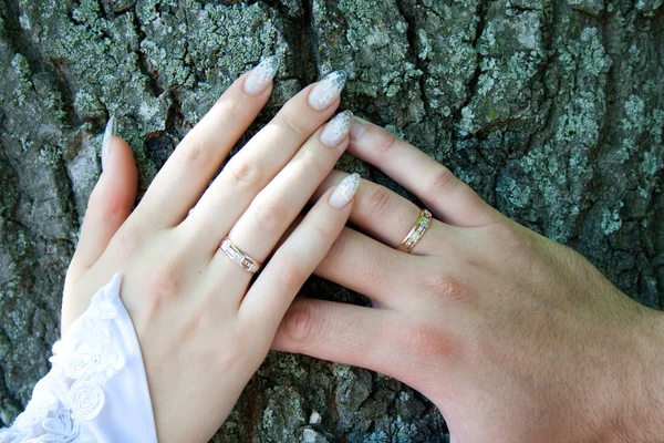 Dos manos con anillos de boda sobre el árbol — Foto de Stock