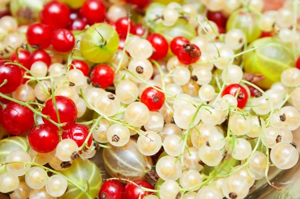 Red and white currants background