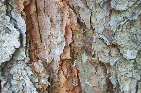 Textura del árbol de corteza —  Fotos de Stock