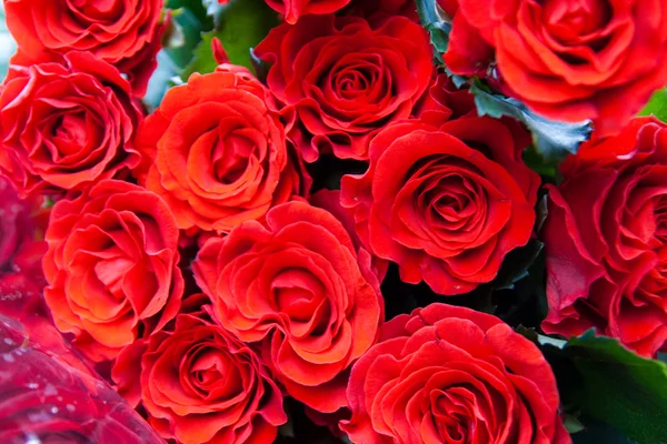 Red roses background — Stock Photo, Image