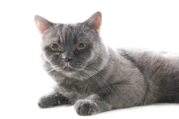 Graue Katze spielend. isoliert auf weißem Hintergrund — Stockfoto