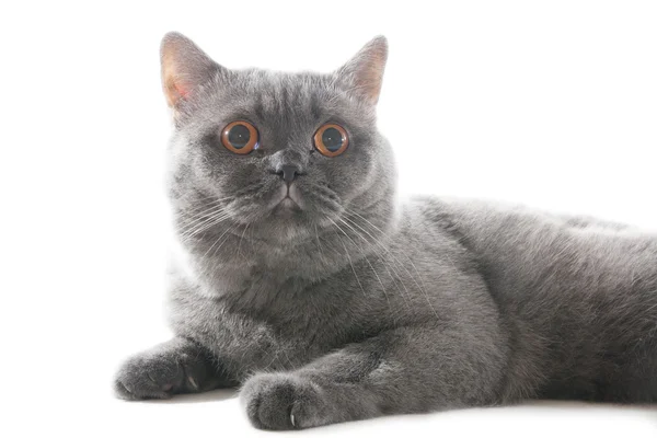 Jugando al gato gris. Aislado sobre fondo blanco — Foto de Stock