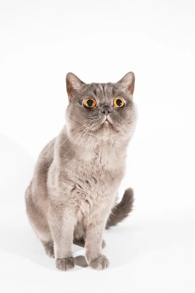 Jugando al gato gris. Aislado sobre fondo blanco — Foto de Stock