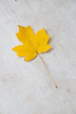 çuval bezi arka plan üzerinde bir tek akçaağaç yaprağı