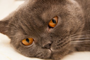 Britanya ile ilgili stenografi kedi, 8 aylık bir close-up