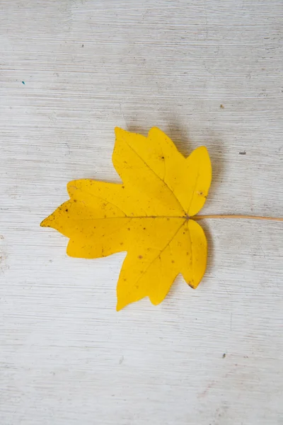 A single maple leaf on burlap background — Stock Photo, Image